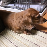 もも