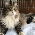ノルウェージャン、多頭飼育レスキュー！