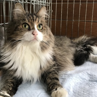 ノルウェージャン、多頭飼育レスキュー！