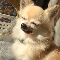 コパン