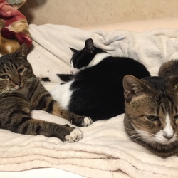 「平和だねー ♪(๑ᴖ◡ᴖ๑)♪」サムネイル3