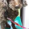トイプードル　オス　 穏やかな性格　去勢済 サムネイル4