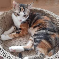 新座動物総合医療センター里親会 サムネイル2