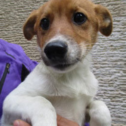 11/24(日)二子玉川いぬねこ里親会 サムネイル2