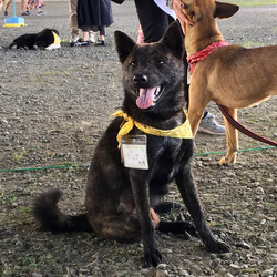 11/24(日)二子玉川いぬねこ里親会 サムネイル3