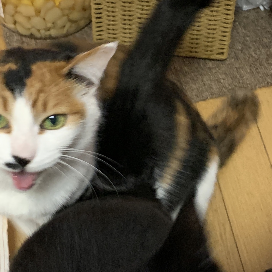 チップのカバー写真