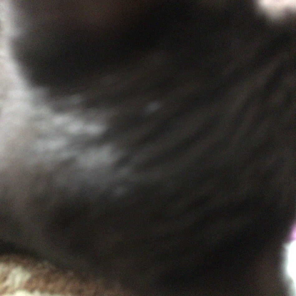 チョコビのカバー写真