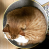 の写真