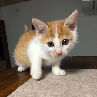 茶白の女の子キトちゃん