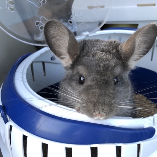 旧西田動物病院のカバー写真