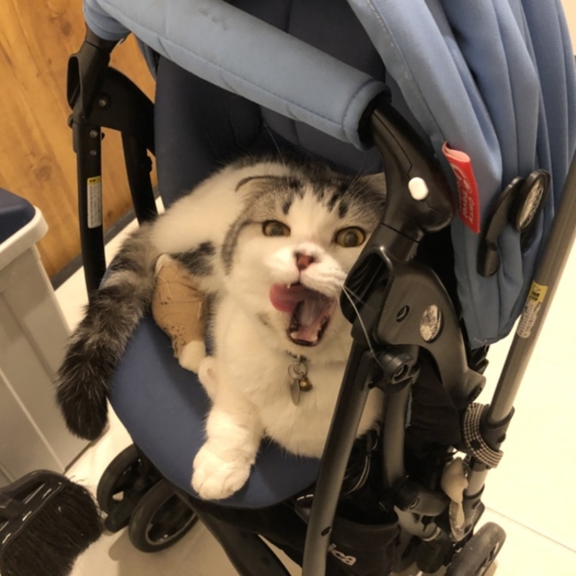 まろおかかのカバー写真