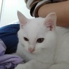 人懐っこい白猫♂4ヶ月 サムネイル4
