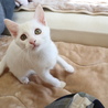 イケニャンの白猫　男の子 サムネイル4