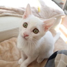 イケニャンの白猫　男の子 サムネイル5