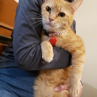 茶トラのパクハ