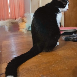 ナナちゃんのお尻尾は可愛いですね