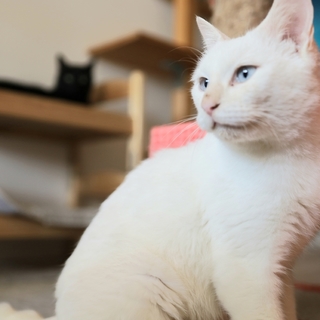 ★ブルーアイの真っ白の女の子★