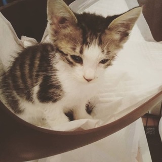 1ヶ月半の男の子 幸せにしてあげたい白血病キャリア