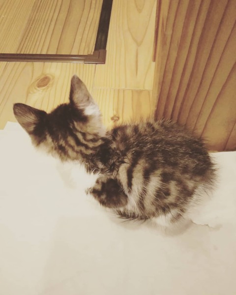 1ヶ月半の男の子 幸せにしてあげたい白血病キャリア サムネイル2