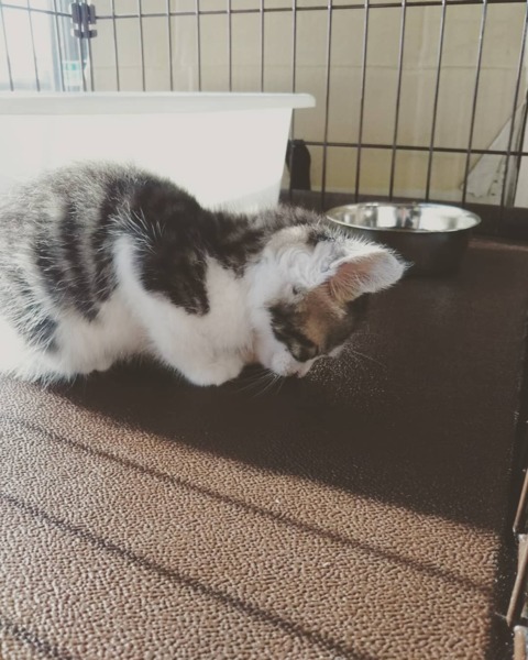 1ヶ月半の男の子 幸せにしてあげたい白血病キャリア サムネイル3