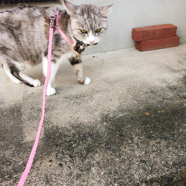 お散歩