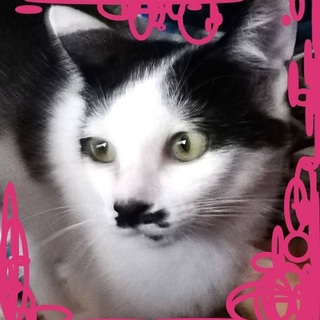 かとちゃん  - ありがとうございました。