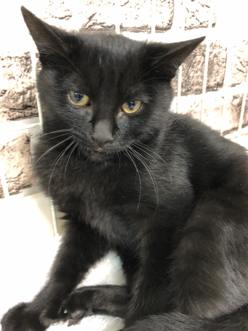 黒猫パワーで家計を黒字に 東京都 猫の里親募集 ペットのおうち 月間利用者150万人