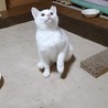 ①仔猫・メス (頭に黒い模様あり)  性格：好奇心旺盛 、なつっこい 