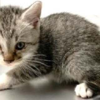 譲渡されました。