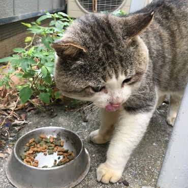 行方不明だったパパ猫が帰って来たぁ