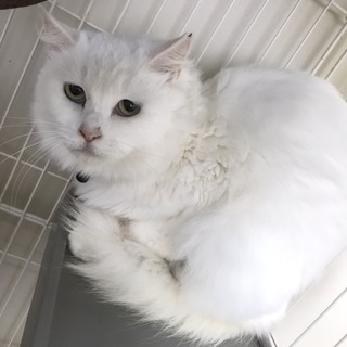 中毛ふわふわゴージャスな白猫★チェリーちゃん