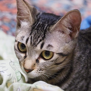元気いっぱい♪　黒猫軍団女の子編