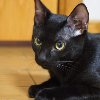 元気いっぱい♪　黒猫軍団男の子編