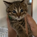 まだちょっとシャイ☆乱太郎くん