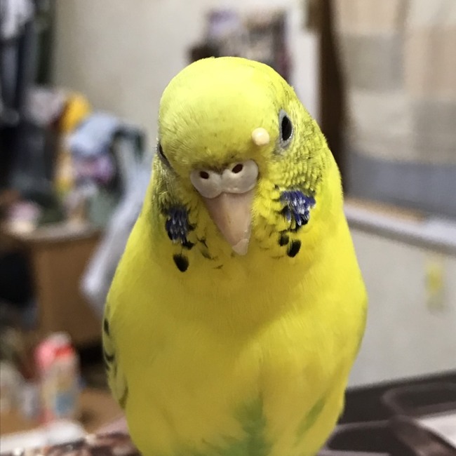 櫻井ちぃのん のカバー写真