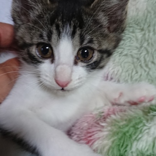 元気な白さば女の子