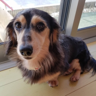 人が大好きなダックスちゃん