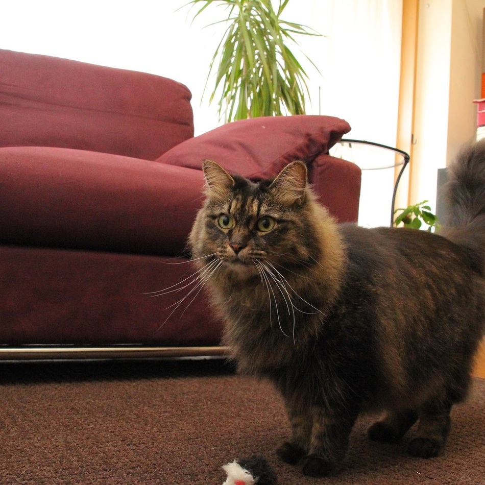 シェリのカバー写真