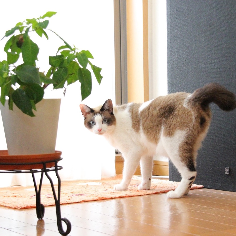 ティティのカバー写真