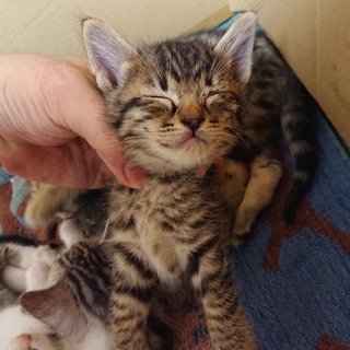 【４匹兄妹の仔猫です】トラ柄の男の子