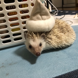 ハリネズミ 里親募集