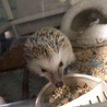 ハリネズミ 里親募集 サムネイル2