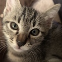 子猫たちの里親募集中