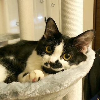 調布市から☆個性的な柄の白黒女子☆子猫です！