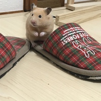 ガジガジ