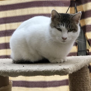 人馴れしてる子猫