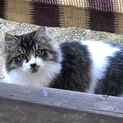 かわいい子猫