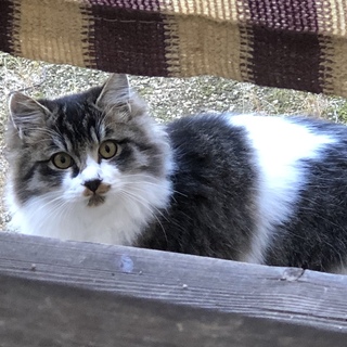 かわいい子猫