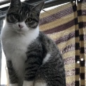 人懐っこい子猫