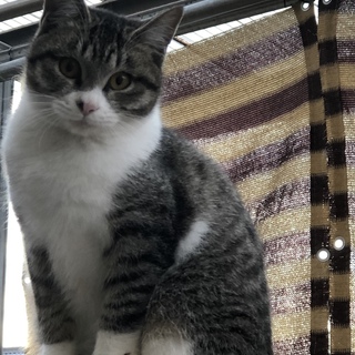 人懐っこい子猫